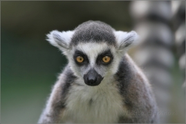 <p>LEMUR KATA (Lemur catta) ZOO Ústí nad Labem</p>
